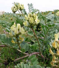 Astragalus mongholicus (A.membranaceus var.mong.) - mongolski grahovec