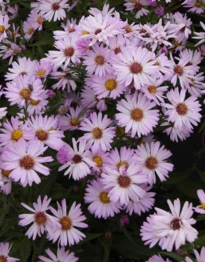 Aster dumosus 'Chatterbox' - jesenska astra, roza polpolna