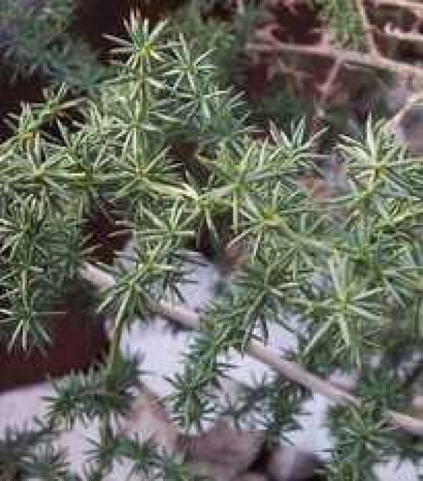 Asparagus acutifolius - ostrolistni belu&scaron;