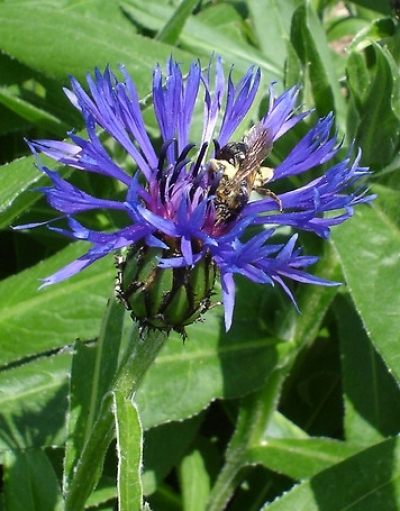 Centaurea montana - gorski glavinec