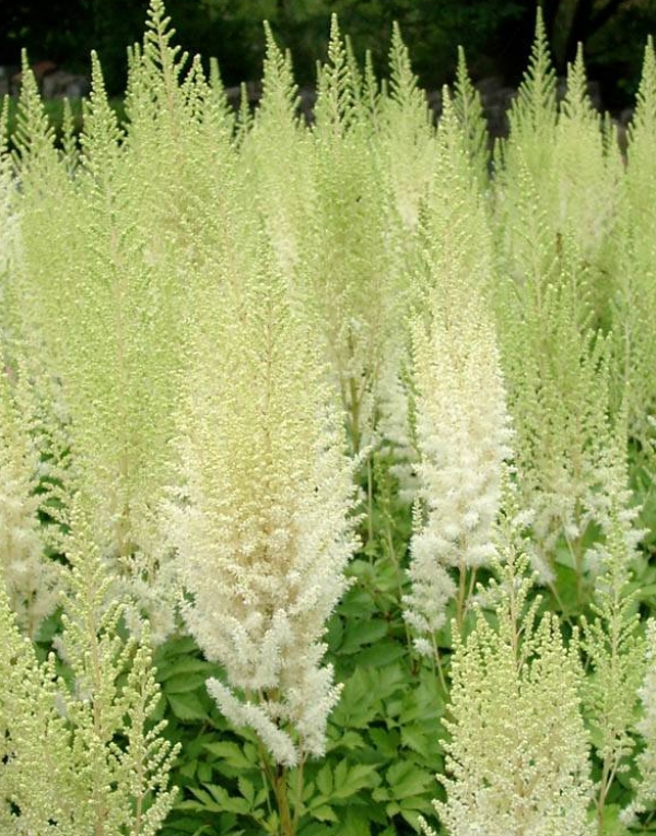 Astilbe chinensis 'Diamonds and 'Pearls' - trpežna   kresnica