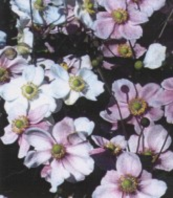 Anemone japonica - jap.vetrnica (me&scaron;ana), anemona