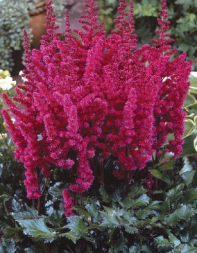 Astilbe chinensis 'Vision in Red' - trpežna kresnica