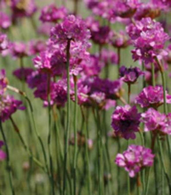 Armeria maritima - roza pečnik