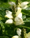 Chelone obliqua 'Alba' - bela želvnica
