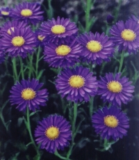 Aster alpinus 'Goliath' - alpska nebina