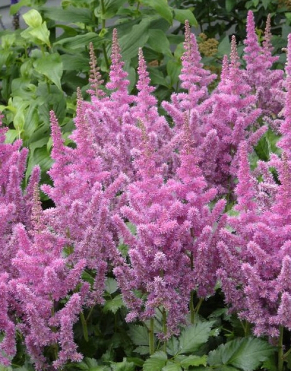 Astilbe chinensis 'Troll' - kitajska kresnica