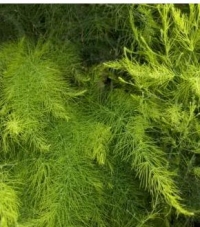 Asparagus officinalis  - &scaron;pargelj, vrtni belu&scaron;