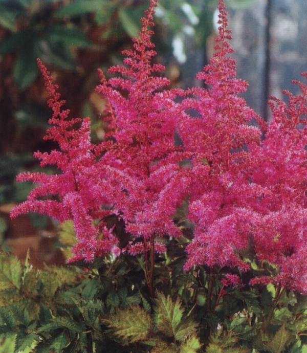 Astilbe chinensis 'Love and Pride' - purpurno rožnata visoka kresnica