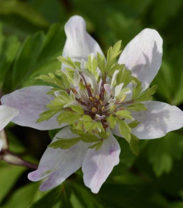 Anemone nemorosa 'Green Fingers' - podlesna vetrnica, delno poln cvet