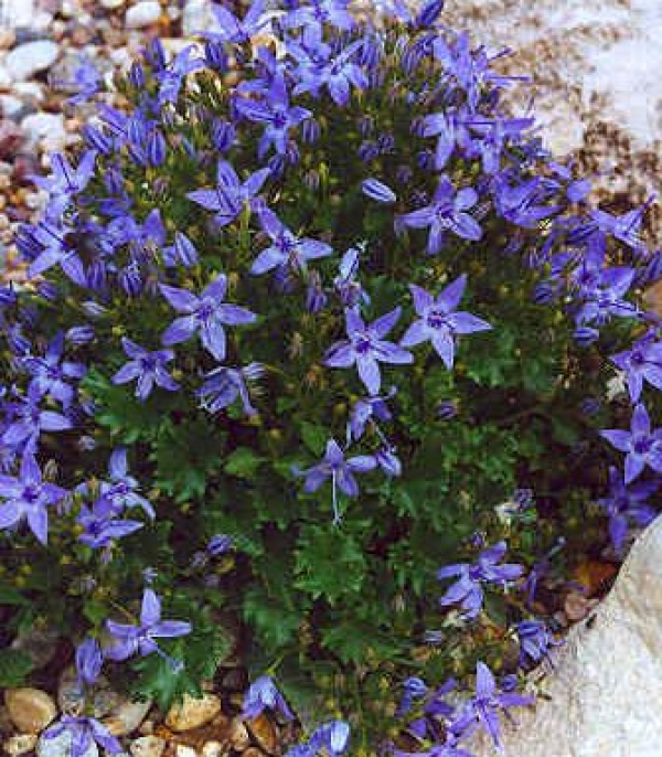 Campanula garganica - zvezdasta zvončnica
