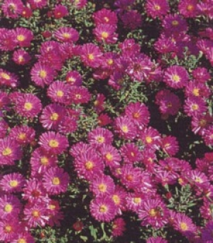 Aster dumosus 'Kassel' - jesenska astra