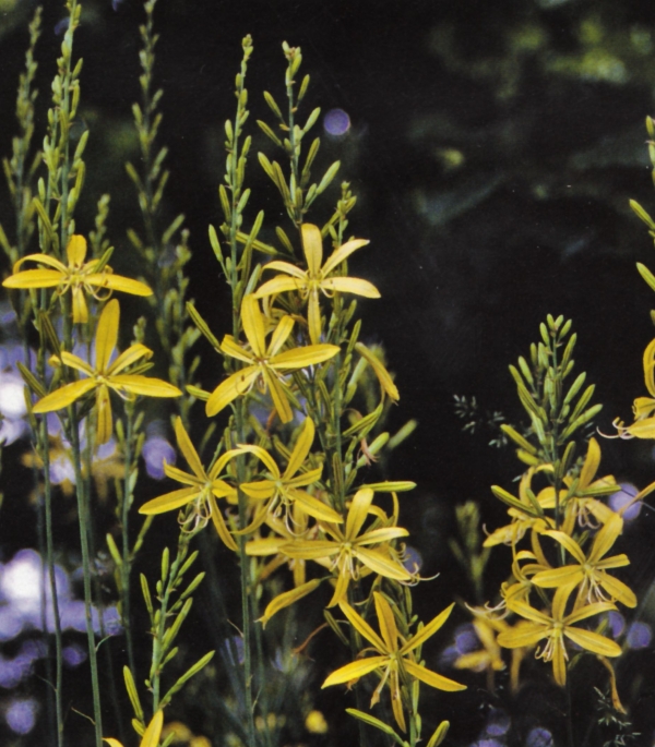 Asphodeline liburnica - liburnijski čepljec