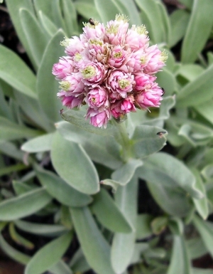 Anaphalis alpicola -  pritlikave mačje tačke, siva blazina