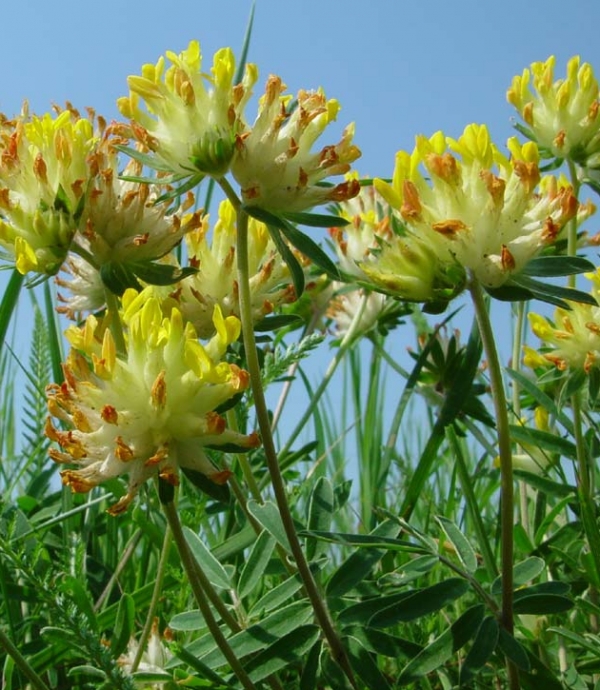 Anthyllis vulneraria - pravi ranjak