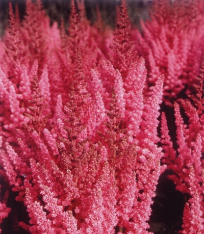 Astilbe chinensis 'Vision in Pink' - trpežna kresnica