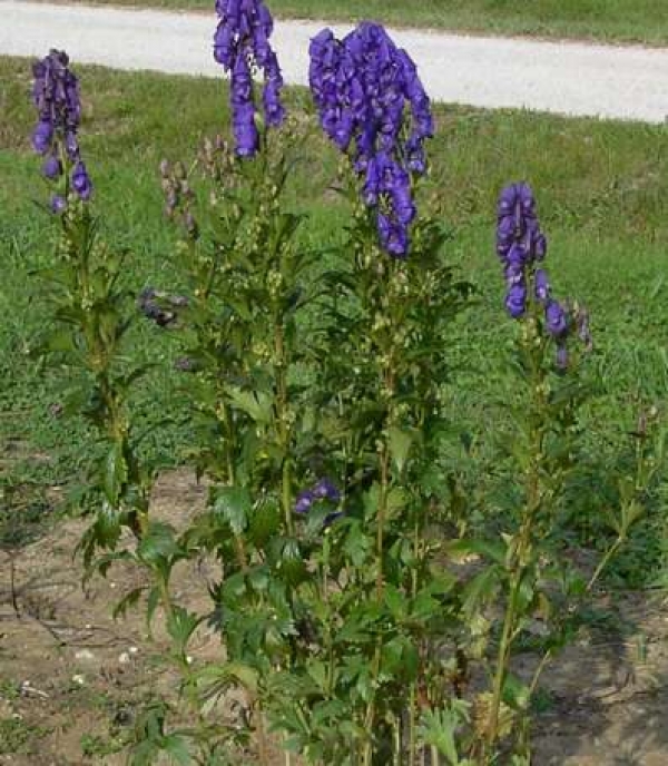 Aconitum septentrienale  - razvejana preobjeda (odganja polže)
