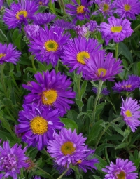 Aster alpinus 'Dunkle Schoene' -alpska nebina