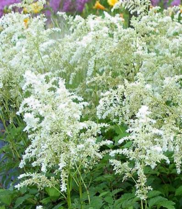 Astilbe arendsii 'Brautschleier' - bela pozna
