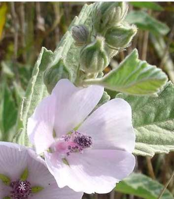 Althaea officinalis (alcea) - navadni slez, ajbi&scaron;