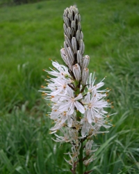 Asphodelus albus - navadni zlati koren