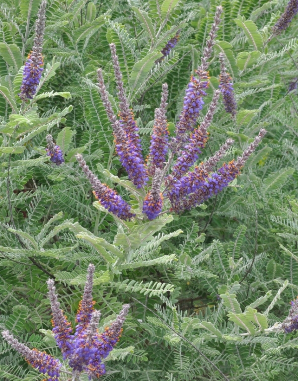 Amorpha canescens - amorfa, za suha in pe&scaron;čena rasti&scaron;ča