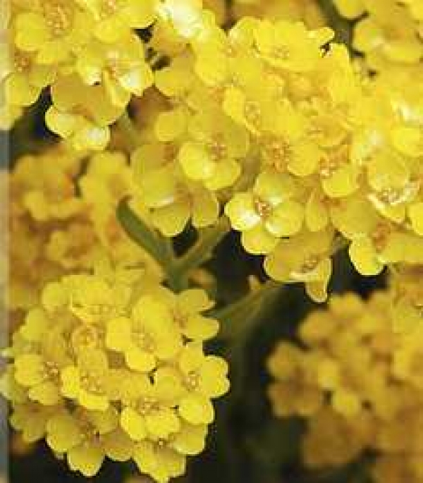 Alyssum saxatile 'Summit' - nizek zgodnji skalni grobeljnik