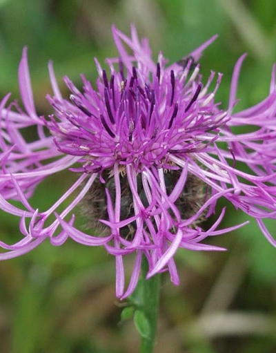 Centaurea alpestris (C.scabiosa ssp.alpestris) - poljski glavinec