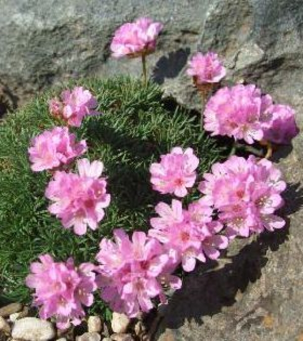 Armeria caespitosa (juniperifolia) - pritlikavi pečnik
