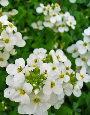 Arabis caucasica - repnjak