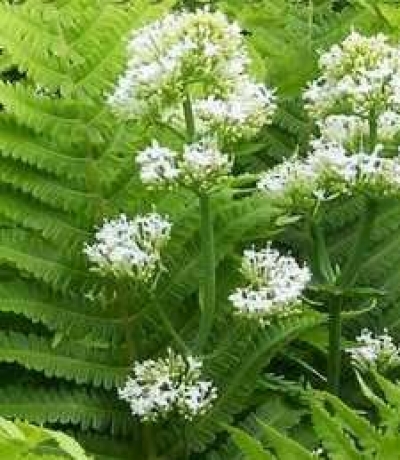 Centranthus ruber 'Alba' - bela navadna &scaron;pajka