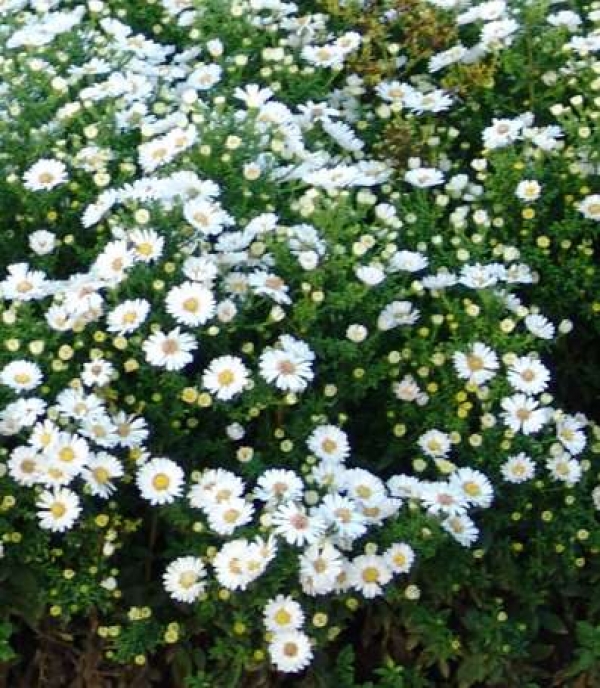 Aster dumosus 'Mount Blanc' - jesenska astra