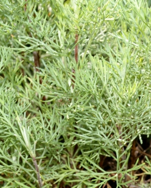 Artemisia abrotanus - abra&scaron;ica