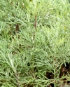 Artemisia abrotanus - abra&scaron;ica