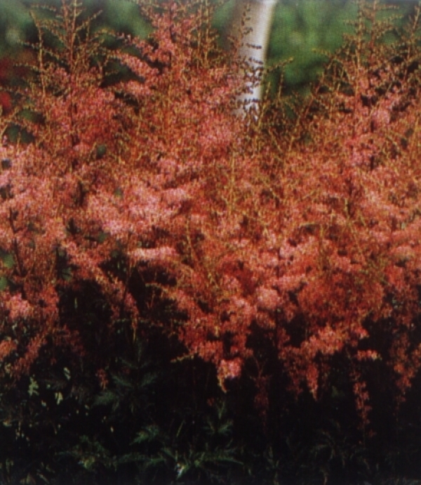 Astilbe simplicifolia - kresnica, svetleči listi