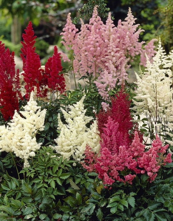 Astilbe arendsii - vrtna kresnica (me&scaron;ana)