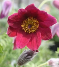 Anemone pulsatilla 'Rote Glocke' - kosmatinček