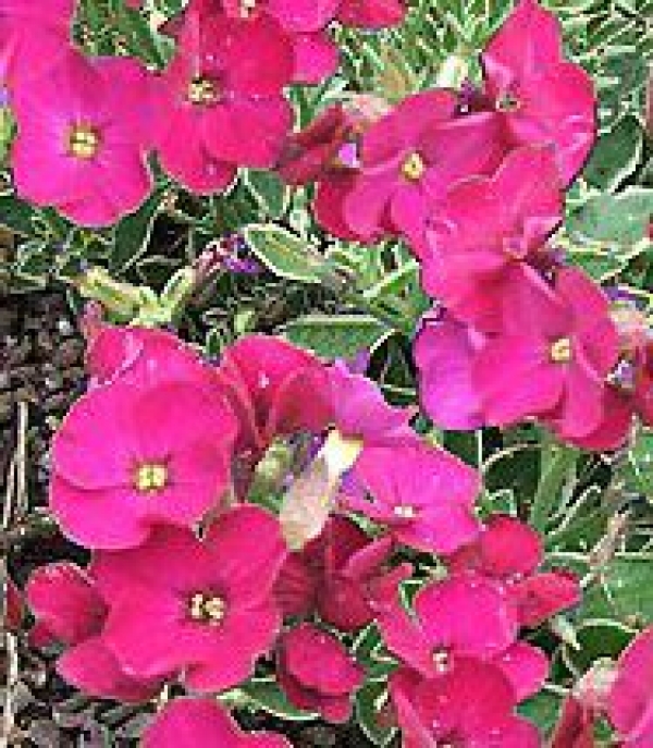 Aubrieta cultorum 'Royal Red' -rdeča avbrecija