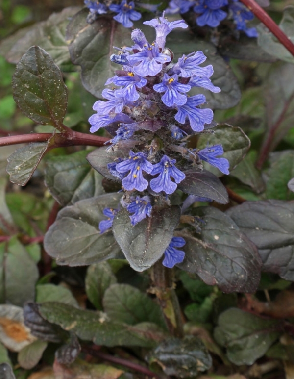 Ajuga reptans 'Atropurpurea'- rdečelistni skrečnik