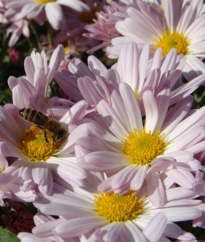 Chrysanthemum hybridum - roza marjetka krizantema