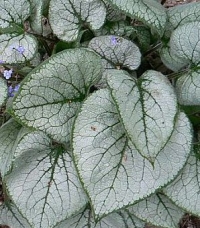 Brunnera macrophylla 'Looking Glass' - sivolistna kavka&scaron;ka spominčica