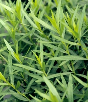 Artemisia dracunculus 'Sibirica' - sibirski pehtran