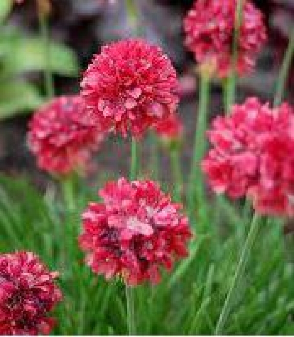 Armeria pseudarmeria 'Joystick Red'