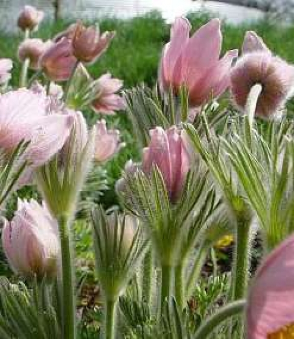 Anemone pulsatilla 'Pink Shades' - roza kosmatinček
