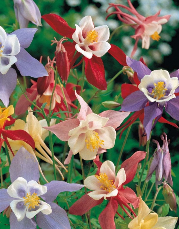 Aquilegia hybrida - orlica