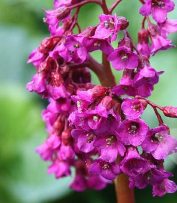 Bergenia cordifolia 'Purpurea' - rdeče cvetoča bergenija