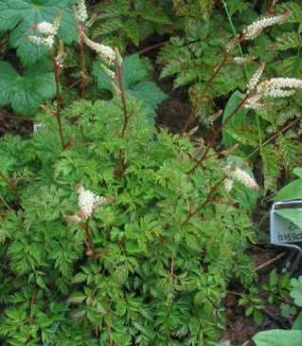 Aruncus aethusifolius  - nizki arunkus, kresničevje