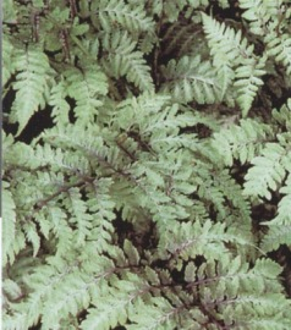 Athyrium niponicum 'Metalicum' -  pisani list