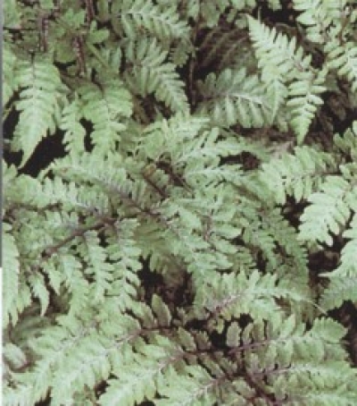 Athyrium niponicum 'Metalicum' -  pisani list