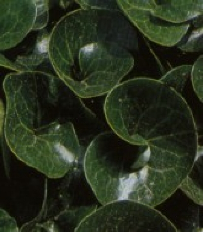 Asarum europaeum - kopitnik